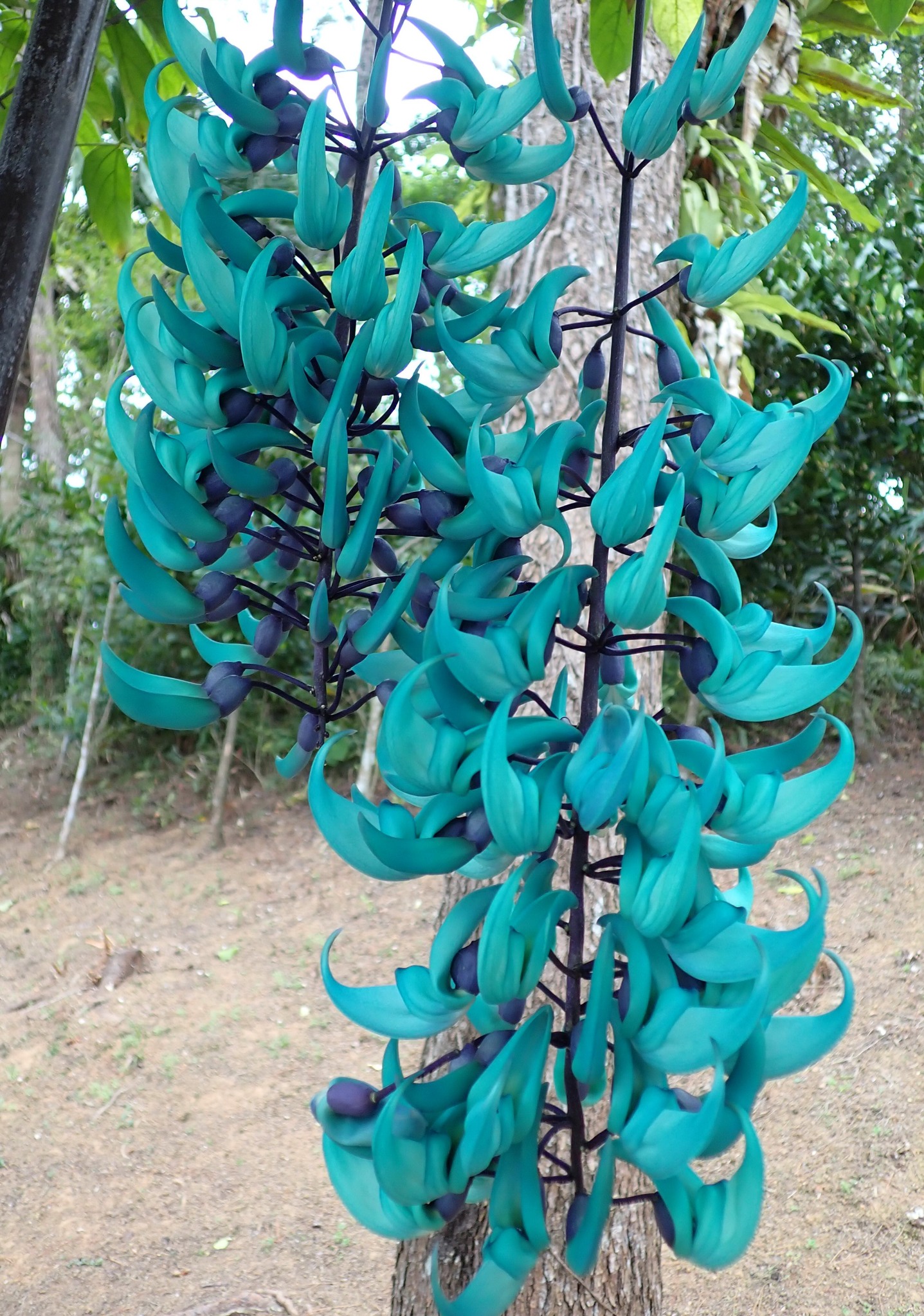 259．《ヒスイカズラ（翡翠葛） 英名 ジェイドバインjade vine